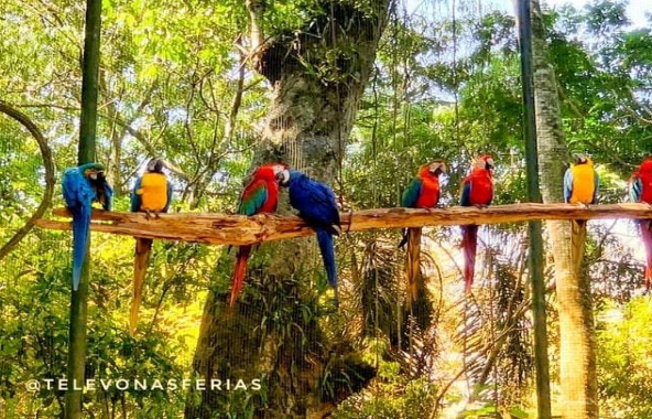 Parque das Aves